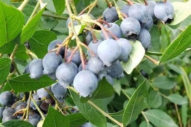 蓝莓开花结果期施什么肥好