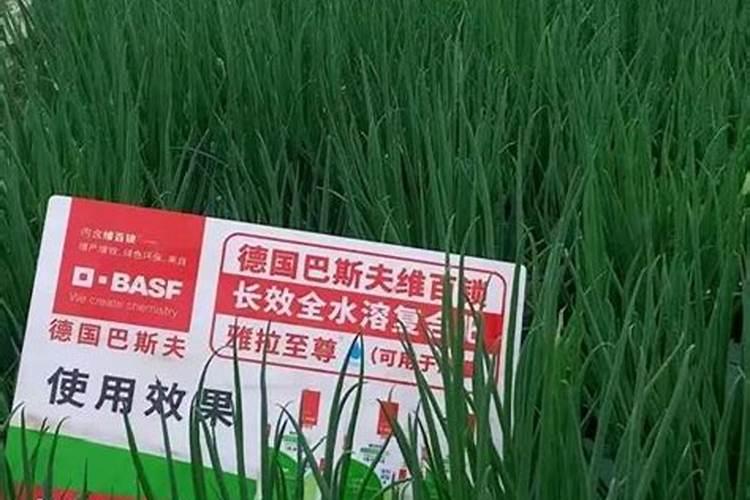 小葱施什么肥料最好