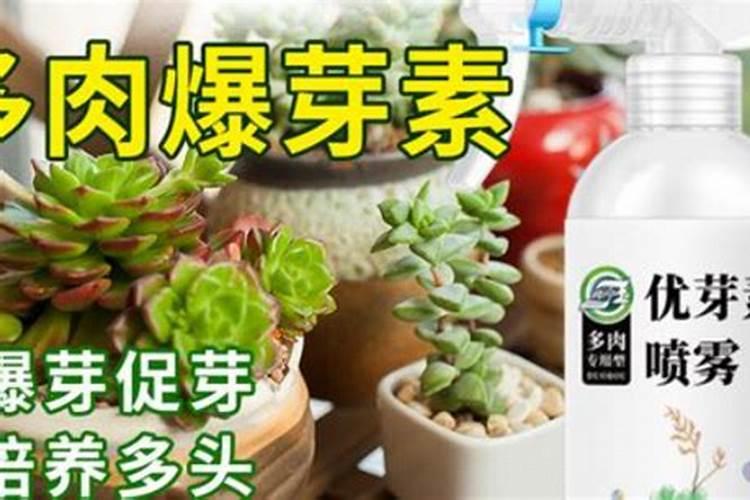 莘县叶面肥:果树喷施什么叶面肥,什么时候喷