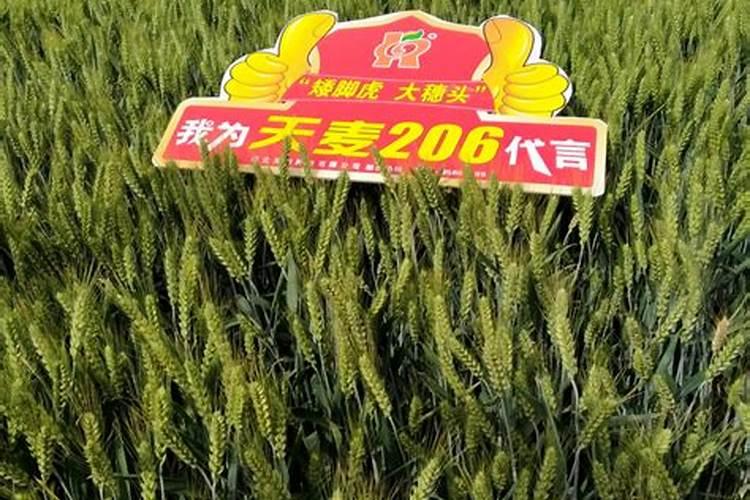 小麦叶面肥什么牌子最好