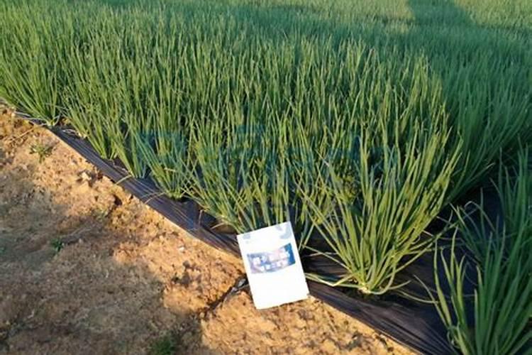 小葱追肥用什么化肥