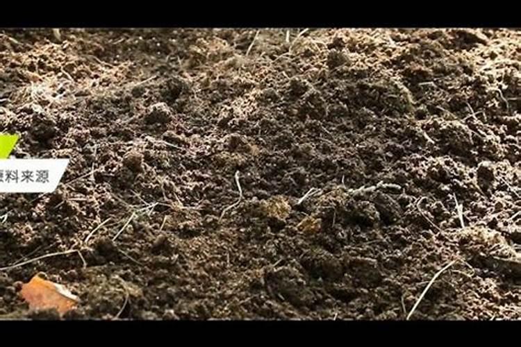 芒果树用什么肥料最好？黑老虎芒果生态种植方案!