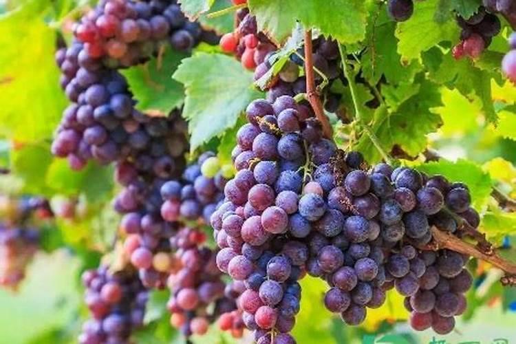 巨丰葡萄用什么样的肥料红的快些呢