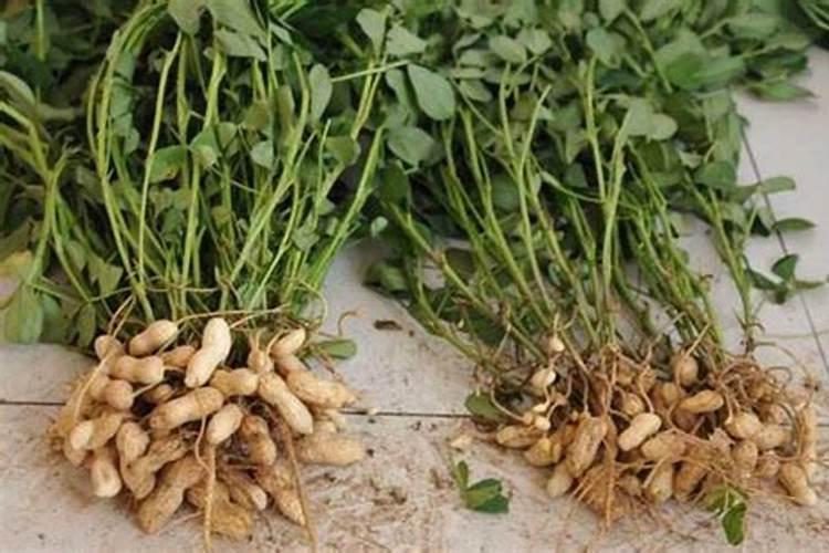 苹果树 摘果后.施什么肥料 怎样施肥好呢