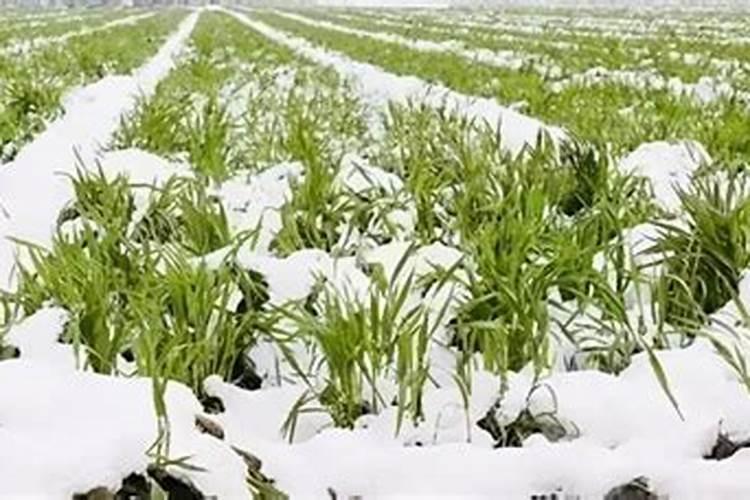 ...苗出的不赖,地是有点碱,喷施叶面肥有用吗？什么好用