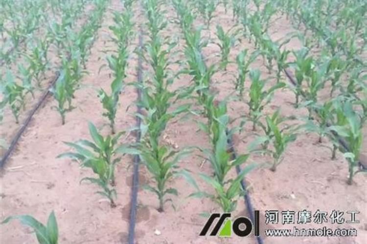 玉米水溶肥的使用方法