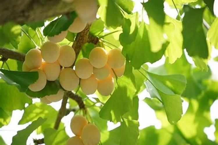 黄瓜施肥不当镶金边 施肥方法总结