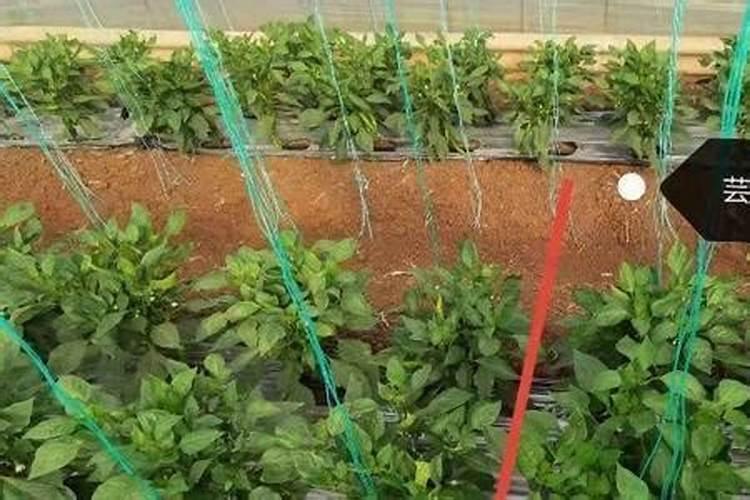 无花果多久发芽 无花果多久会发芽？