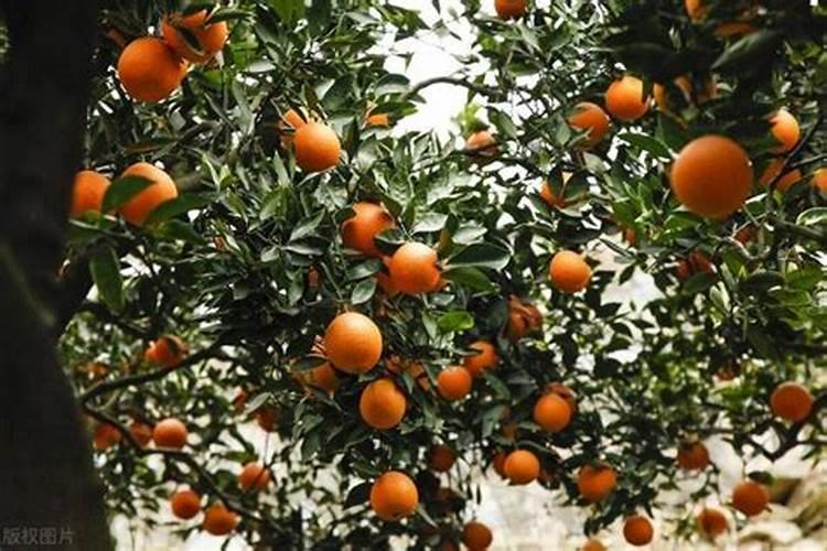 柑橘全年施肥时间表 柑橘应该怎么施肥