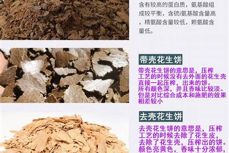 君子兰腰肥是什么 麻子做君子兰肥料怎么用