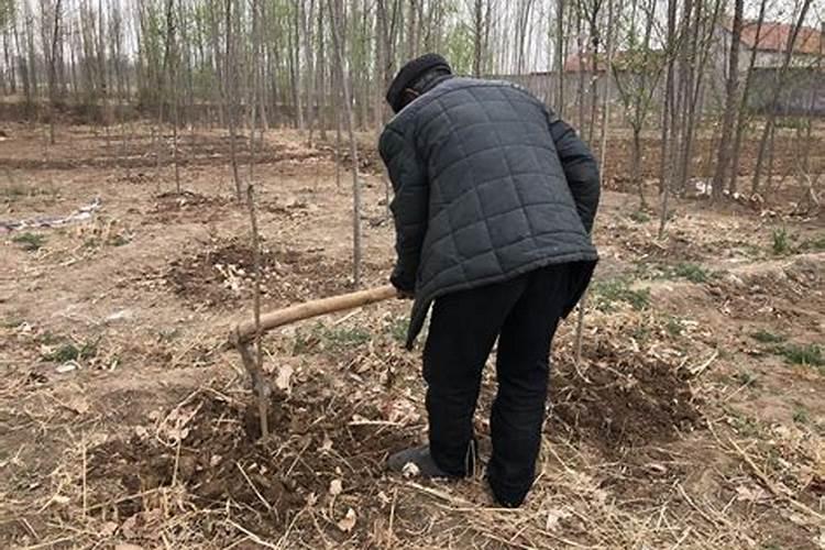 第一年栽的杨树能施肥吗