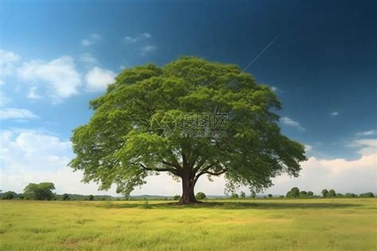 桃树一年中各时期都用什么化肥好