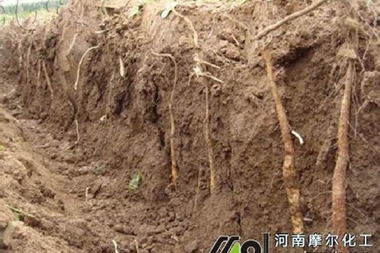 山药用什么办法增粗