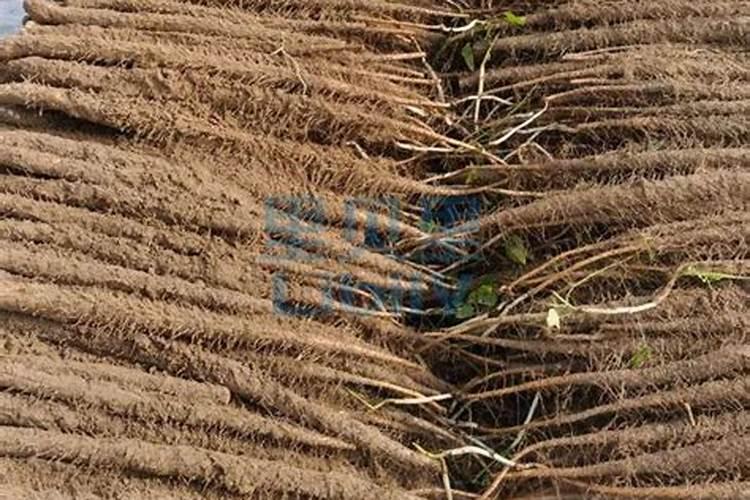 山药用什么办法增粗