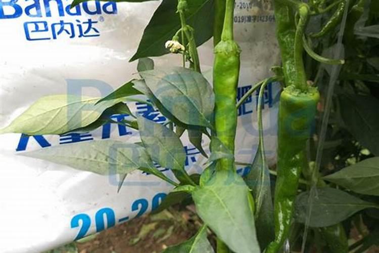 石榴防裂最简单的方法