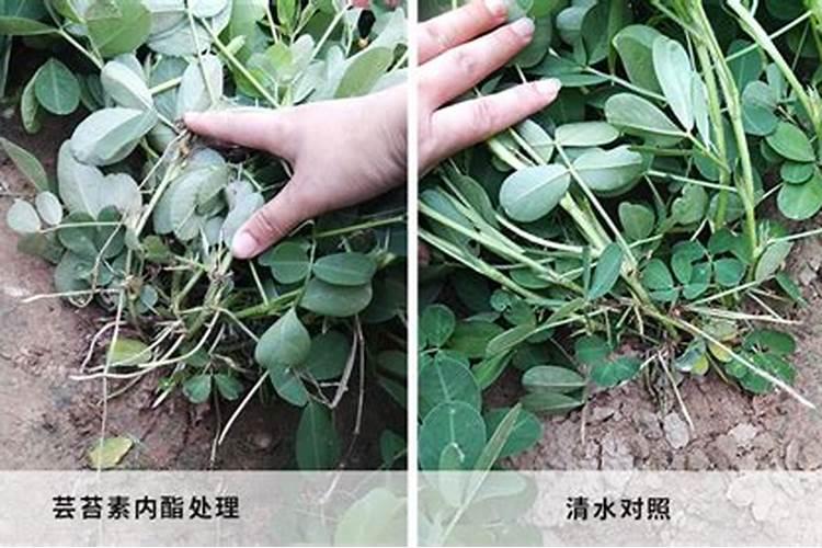 请问四季豆只开花不结果是什么原因？