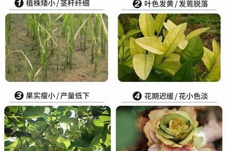 果树保花保果用什么药最好