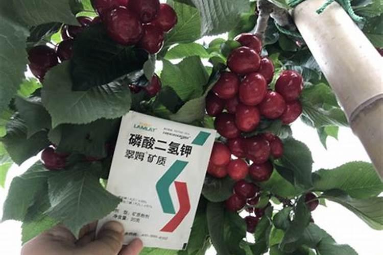紫苏种植用什么肥料好