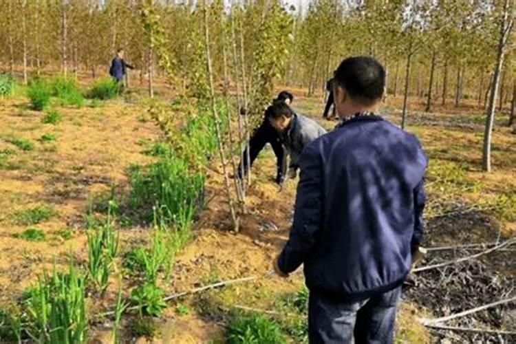苹果树夏季打什么药能补充营养呢