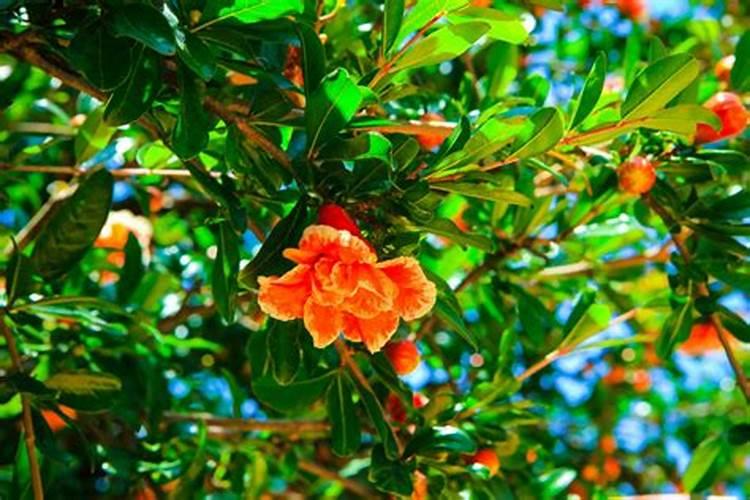 石榴花夏季能施肥吗？