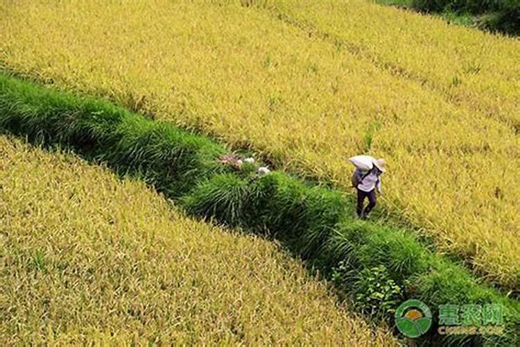 盐碱地用什么化肥最好