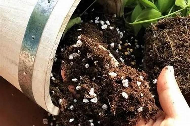 盆栽文心兰怎么浇水？