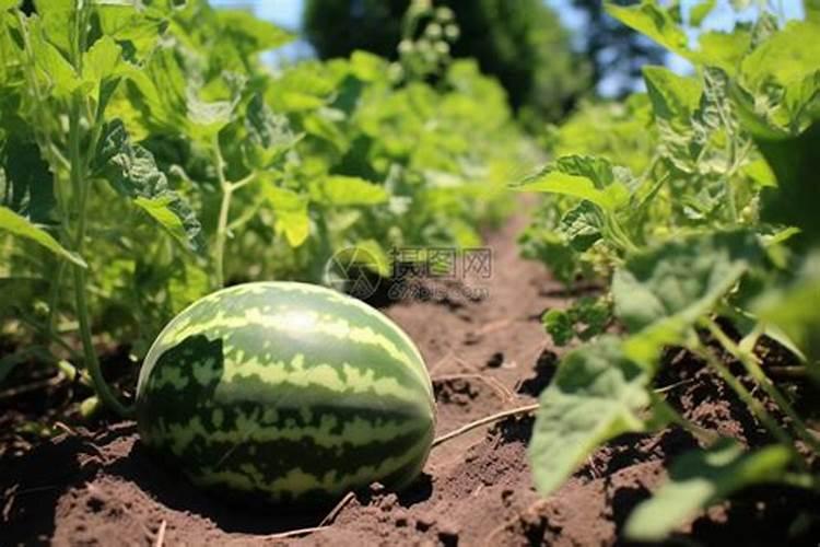 西瓜什么时候施肥