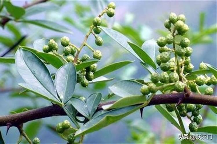 花椒树在什么时候打什么药？,花椒树用药全年用药
