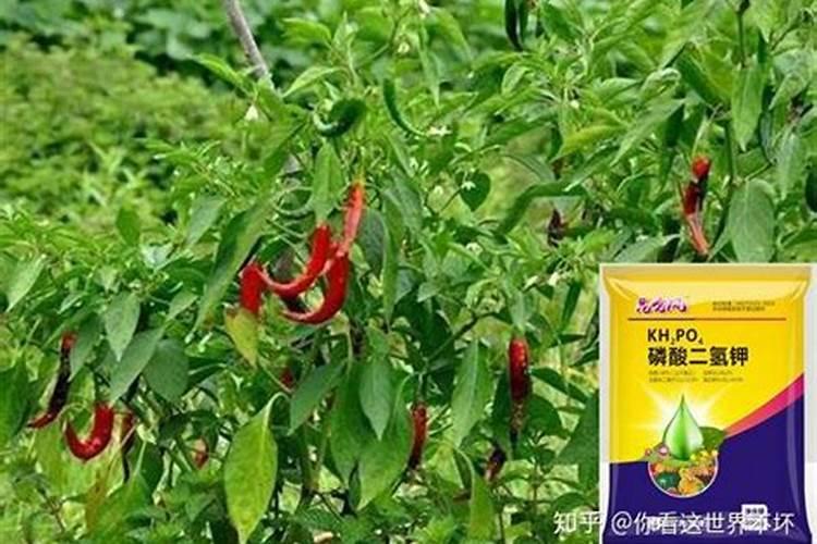 牡丹施肥用什么肥料