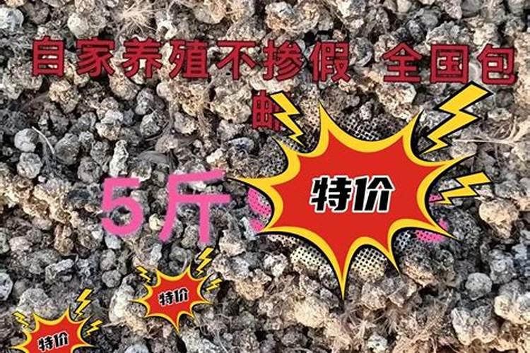 蓝莓种植能撒鹌鹑粪吗？