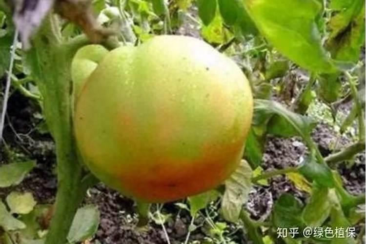 各位专家老师好,西红柿底部发绿不红是怎么回事？