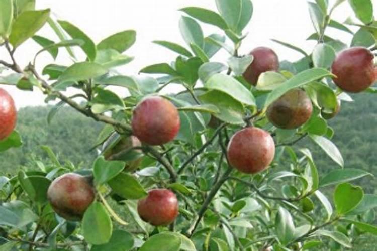 油茶树种多久可以施肥 油茶树什么时候需要施肥