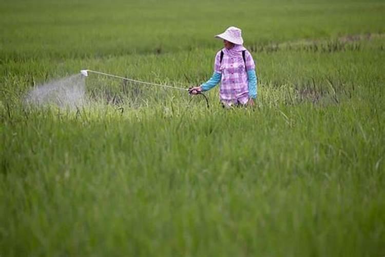 棉花施钾肥最佳时间 使用方法及注意事项