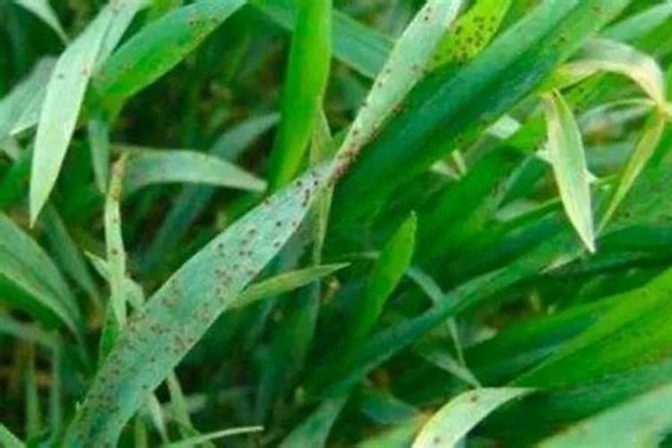 小麦干旱打叶面肥可以吗