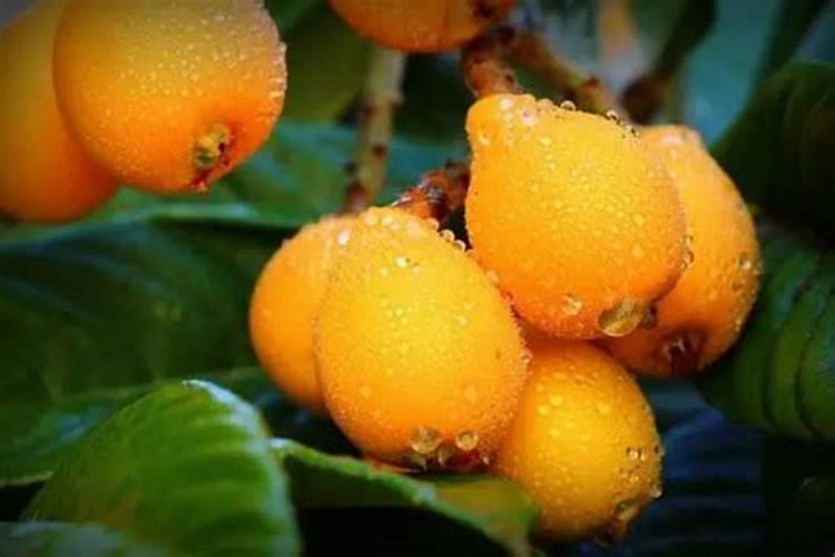 盆栽花怎样用钾肥(钾肥浇花)