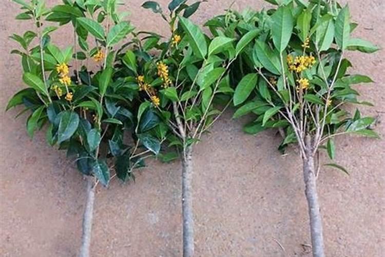 月季开花时能施肥吗 月季开花时能不能施肥