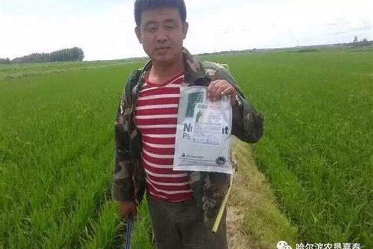 水稻后期灌浆期需要用叶面肥吗？