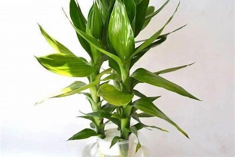 观音竹施肥方法及注意事项春季棕竹怎么施肥