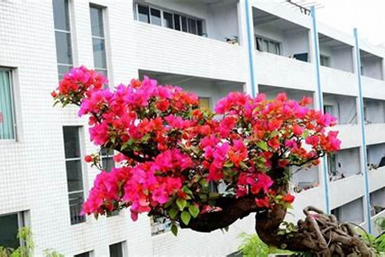 三角梅能浇硫酸亚铁吗