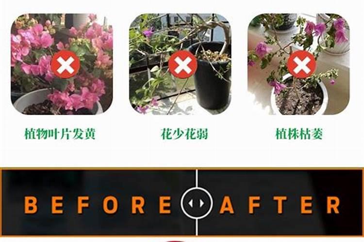 西瓜什么时候追肥合适,高产追肥方法