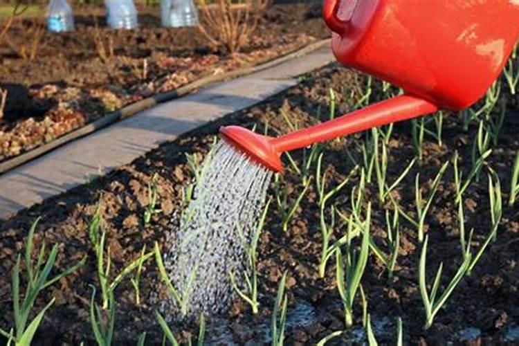 大蒜种下去没有施肥