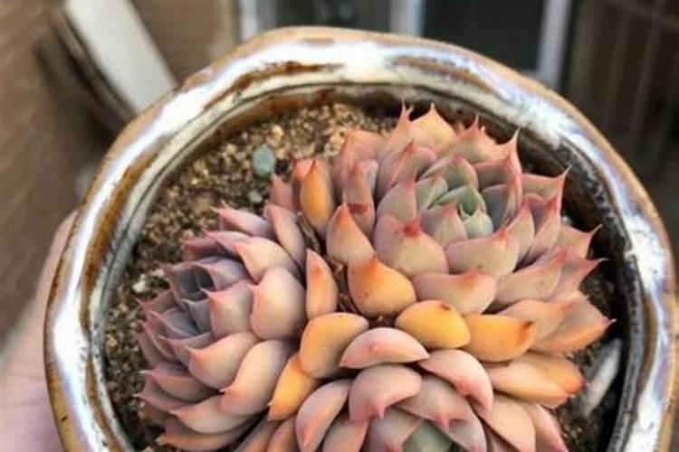 菠萝皮可以浇花吗