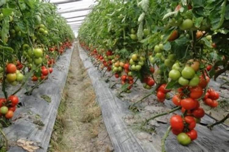 玉米大喇叭口期不缺氮素应注重喷施什么叶面肥