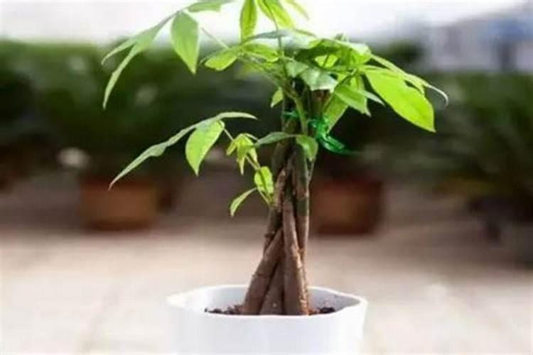 刚移栽的八角幼苗用什么肥料好？