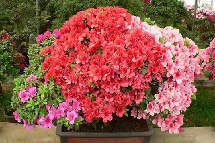 桂花能浇硫酸亚铁吗