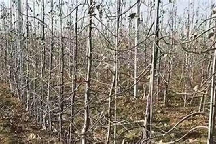 杨树怎么施肥？