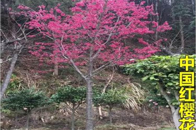 樱花的养殖方法和注意事项