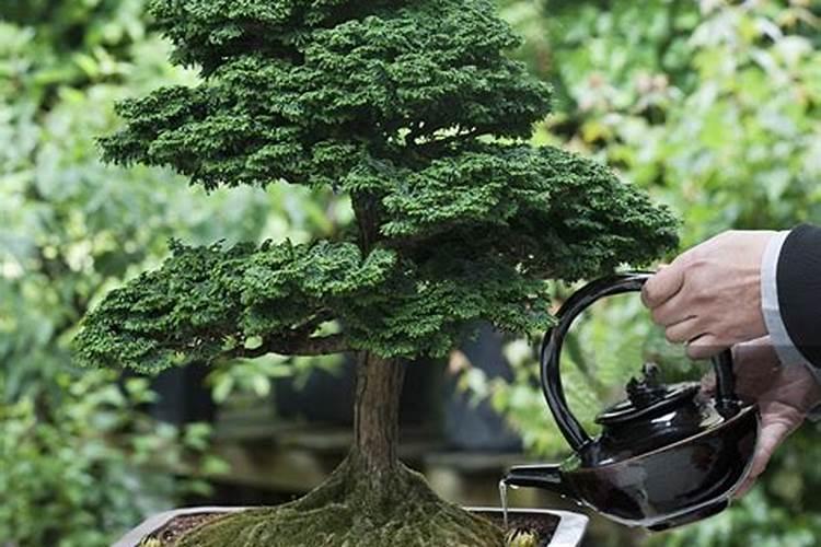 蔬菜水溶肥怎么用？需要注意哪些问题？