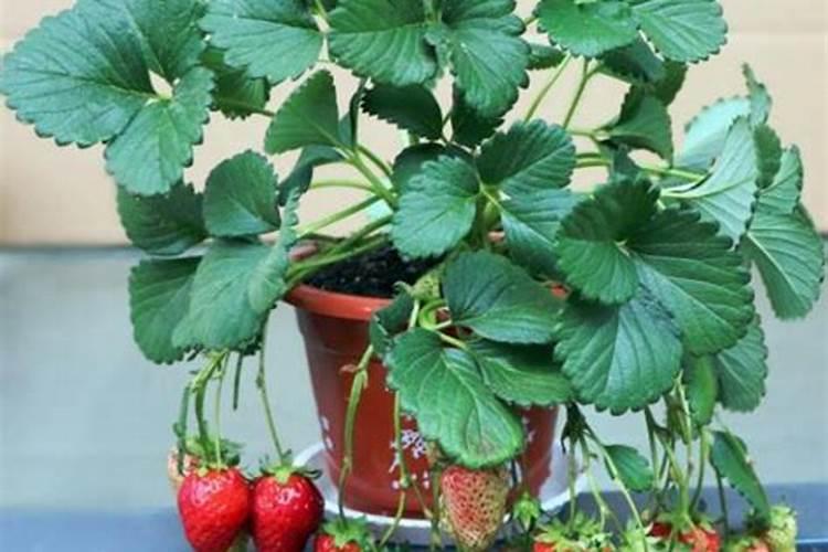 复合肥碳酸氢铵有机肥能混合用吗