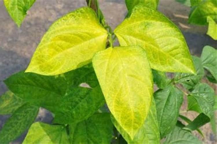 棉花枯黄萎病最新最详细防治方法